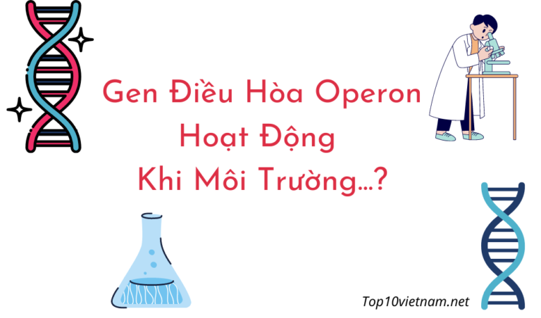 gen điều hòa operon hoạt động khi môi trường