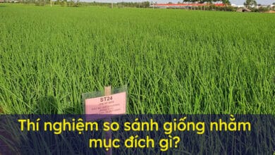 Thí nghiệm kiểm tra kỹ thuật nhằm xác định