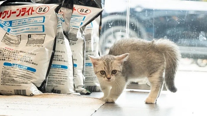 Top 10 Cửa Hàng Bán Mèo Chân Ngắn Giá Rẻ Uy Tín Tại Hà Nội