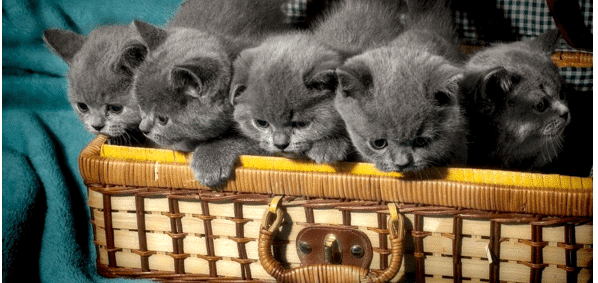 Top 10 Cửa Hàng Bán Mèo Chân Ngắn Giá Rẻ Uy Tín Tại Hà Nội