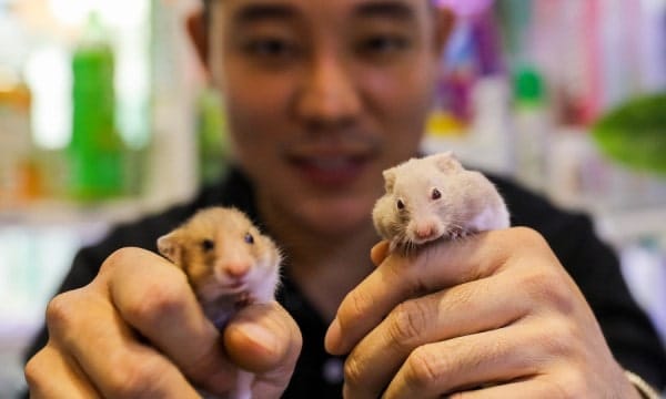 Top 10 Địa Chỉ Mua Chuột Hamster Giá Rẻ Giao Hàng Tận Nơi Uy Tín Nhất TpHCM