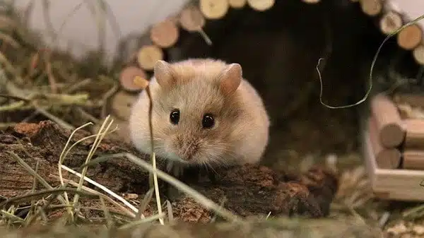 Top 10 Địa Chỉ Mua Chuột Hamster Giá Rẻ Giao Hàng Tận Nơi Uy Tín Nhất TpHCM