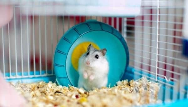 Top 10 Địa Chỉ Mua Chuột Hamster Giá Rẻ Giao Hàng Tận Nơi Uy Tín Nhất TpHCM