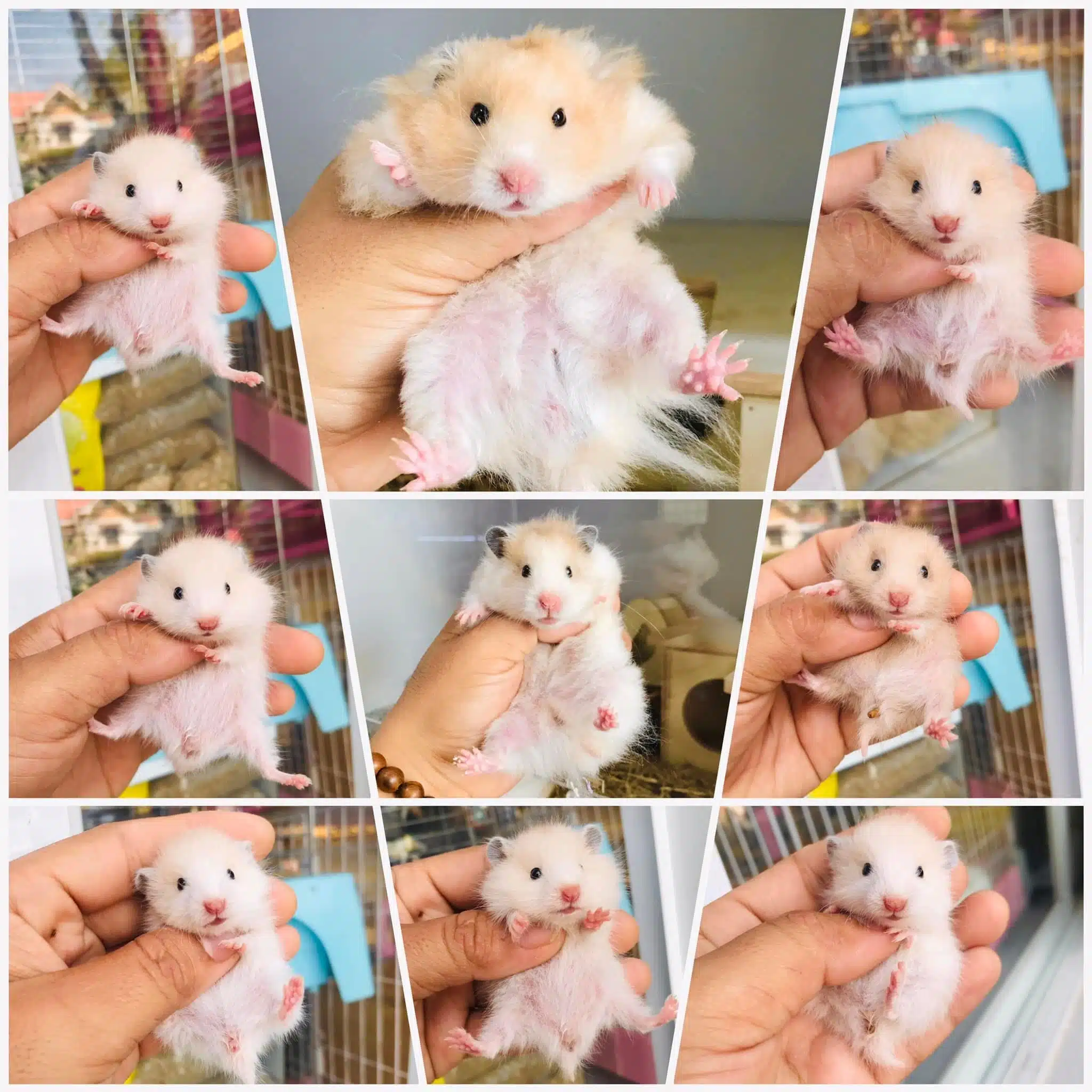 Top 10 Địa Chỉ Mua Chuột Hamster Giá Rẻ Giao Hàng Tận Nơi Uy Tín Nhất TpHCM