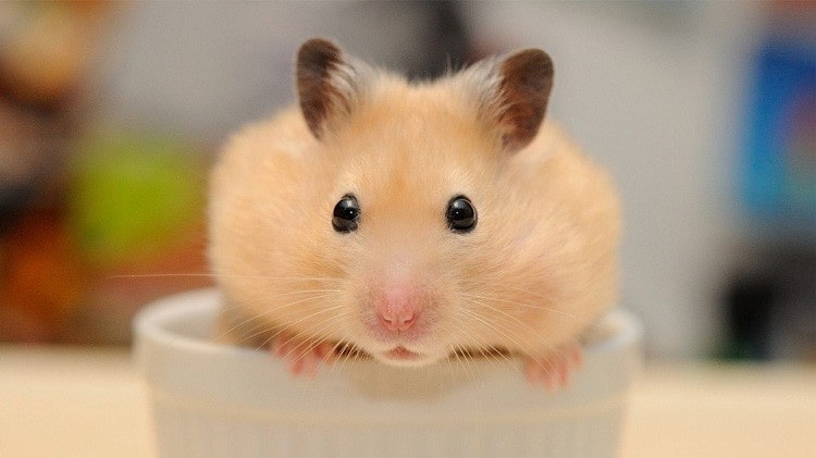 Top 10 Địa Chỉ Mua Chuột Hamster Giá Rẻ Giao Hàng Tận Nơi Uy Tín Nhất TpHCM