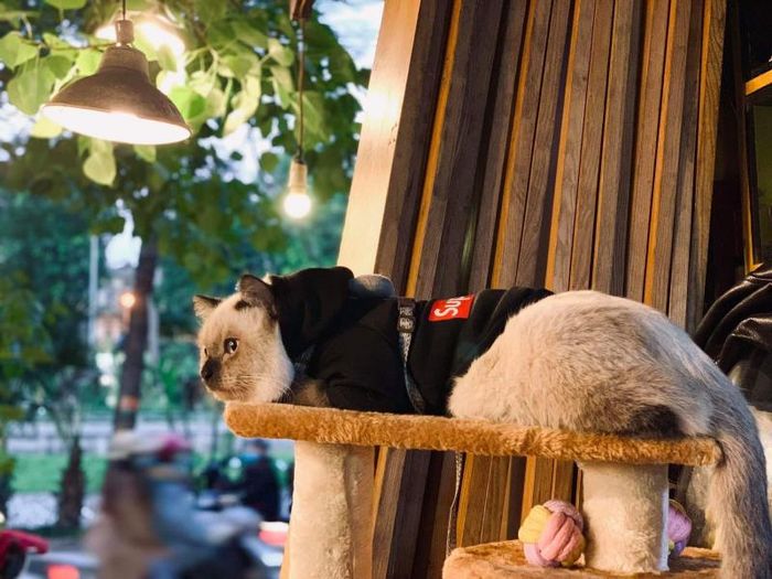 Top 16 quán cafe mèo ở Hà Nội