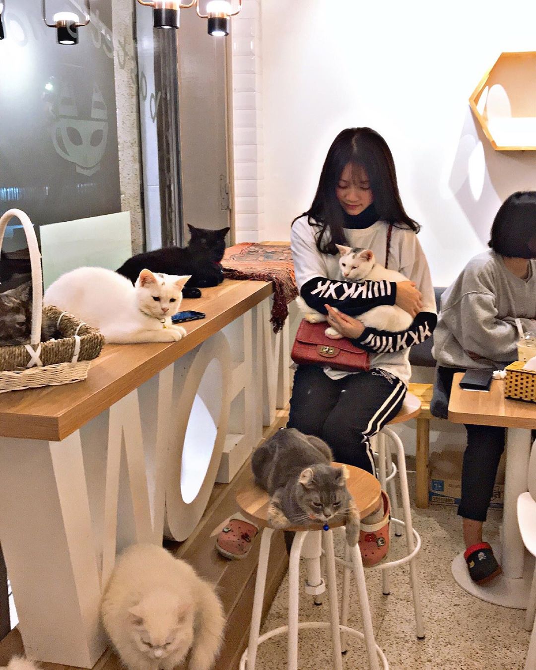 Top 16 quán cafe mèo ở Hà Nội