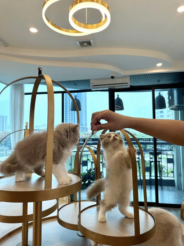 Top 16 quán cafe mèo ở Hà Nội