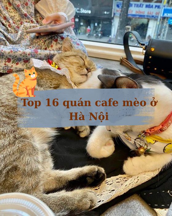 Top 16 quán cafe mèo ở Hà Nội